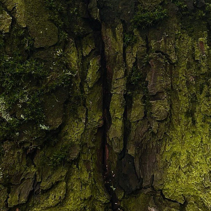 Ngahere - Forest